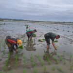 Babinsa Koramil 1420-03/Maritengngae: Sentuhan Emas Untuk Kesejahteraan Petani