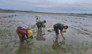 Babinsa Koramil 1420-03/Maritengngae: Sentuhan Emas Untuk Kesejahteraan Petani