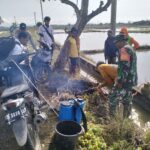 Serka Usman Dan Petani Sidenreng Beraksi: Menumpas Tikus, Menyelamatkan Tanaman