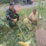 Jagung, Semangat, Dan Prinsip Nene Mallomo