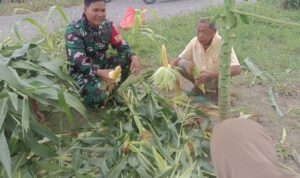 Jagung, Semangat, Dan Prinsip Nene Mallomo