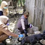 Disnakkan Sidrap Gaspol Vaksinasi Rabies: Anjing & Kucing Aman!