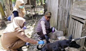 Disnakkan Sidrap Gaspol Vaksinasi Rabies: Anjing & Kucing Aman!