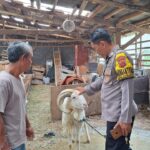 Sambing Peternak Domba, Bhabinkamtibmas Desa Citeureup Sampaikan Pesan Kamtibmas