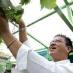 Momentum HUT RI ke -79, Bupati Bandung Gelar Panen Perdana Buah Anggur Hasil Program Inovasi Bedas OK