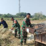 Babinsa Kecapi Ikut Panen Padi, Sukseskan Hanpangan
