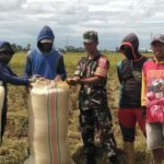 Babinsa Aris Turun Sawah, Bantu Panen Padi 3 Hektar