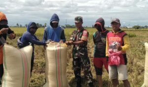 Babinsa Aris Turun Sawah, Bantu Panen Padi 3 Hektar