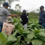 Segera Terdaftar Di kementrian Tembakau Gayo siap Jadi Komoditi Unggulan