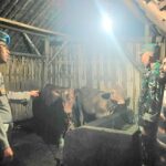Sinergitas Polisi Bersama TNI di Lumajang Rutin Patroli Malam Cegah Pencurian Hewan Ternak