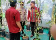 Program Presiden Prabowo Tentang Kemandirian Ketahanan Pangan, Pj Walikota Kediri Zanariah Petik Melon di P4S Langgeng Mazaya