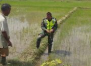 Babinsa Dampingi Petani Cek Perkembangan Padi Yang Baru Selesai Tanam