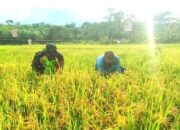 Babinsa Koramil 05/Tamiang Hulu Bantu Petani Panen Padi Di Wilayah Desa Binaan