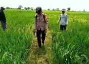 Bhabinkamtibmas Polsek Rengasdengklok Tingkatkan Ketahanan Pangan Masyarakat