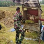 Sukseskan Ketahanan pangan, Babinsa Bantu Petani Panen Padi