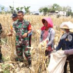 Bersama Warga Desa Pagung   Dandim 0809/Kediri Panen Jagung Di Lokasi TMMD ke-122