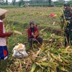 Dongkrak Swasembada Pangan Babinsa Desa Karangsono, Bantu Petani Panen Jagung