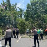 Gercep, Polisi Kota Kediri dan DLHKP Evakuasi Pohon Tumbang
