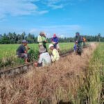 Irigasi Bersih, Sawah Subur! Aksi Keren Babinsa Lancirang
