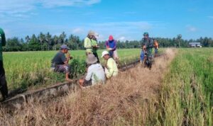 Irigasi Bersih, Sawah Subur! Aksi Keren Babinsa Lancirang
