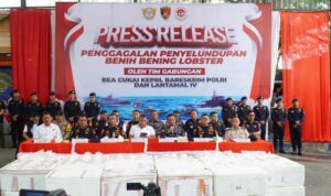 Tim Gabungan Gagalkan Penyelundupan Lobster di Bintan!
