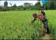 Upaya Babinsa Bantu Petani Mengusir Hama Burung Pipit