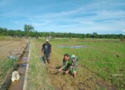 Gunakan Cangkul, Babinsa Koramil 04/Bendahara Bantu Petani Olah Lahan