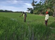 Terjun Ke Sawah, Babinsa Koramil 09/Banda Mulia Dampingi Petani Lakukan Penyemprotan Padi