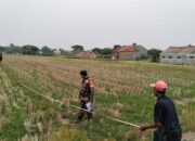 Peltu Tri Susilo DampingiPengukuran Lahan Sawah Pasalakan