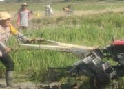 Fantastis! Kapolsek Turun Sawah Bagai Petani