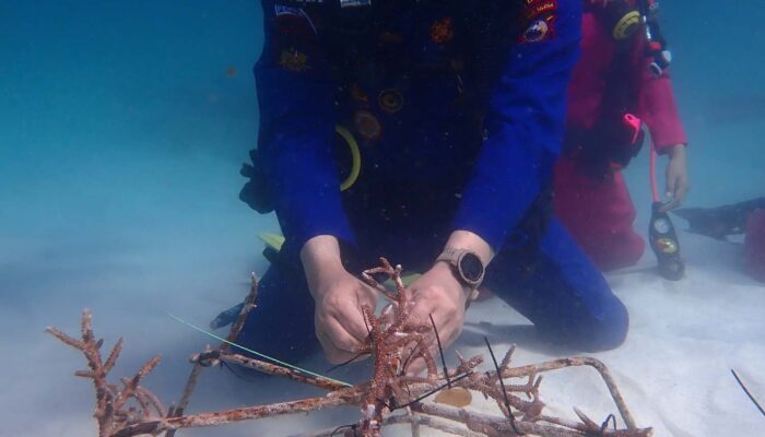 Transplantasi Terumbu Karang: Napas Baru Samudra di Pulau Samalona
