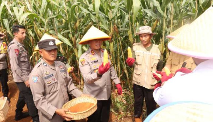 Kapolda Panen Jagung Perdana di Luwu Timur!