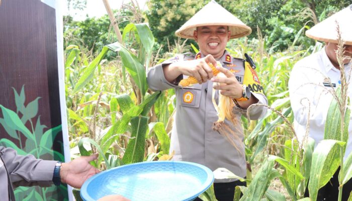 Panen Jagung di Sidrap! Polri Buktikan Peran di Ketahanan Pangan