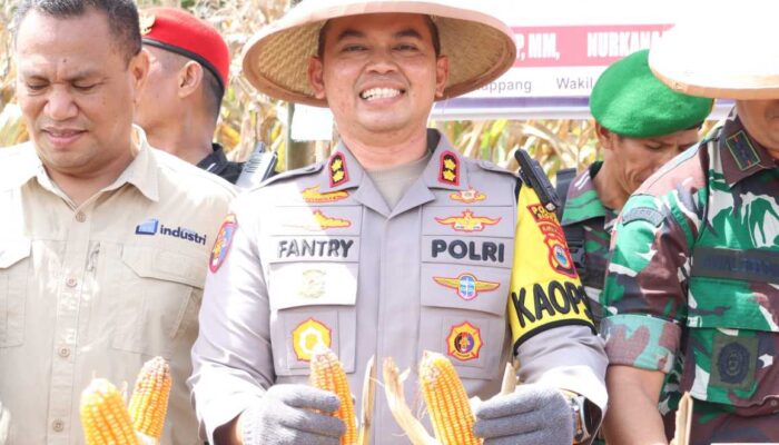 Panen Raya Jagung di Sidrap: Sinergi TNI-Polri dan Pemda Wujudkan Ketahanan Pangan