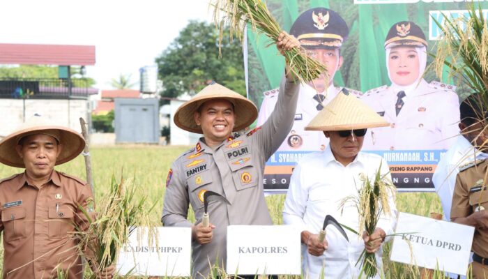 Kapolres Sidrap & Kementan Panen Raya: Bukti Nyata Dukungan Petani