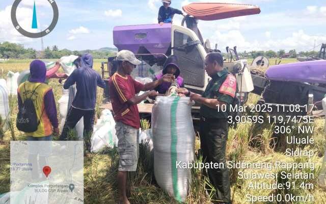 Peran Babinsa Koramil 1420-04 di Sawah: Panen Padi di Ulu Ale Pecah Rekor!