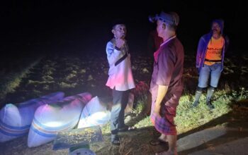 Dini Hari di Sawah: Bupati Sidrap Temani Petani Panen