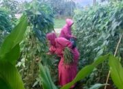 Semangat Panen Ketua Ranting Bhayangkari Mappakasunggu Pimpin Turun ke Kebun