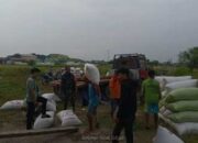 Babinsa Kodim 1425/ Jeneponto Kawal Ketat Serapan Gabah Petani