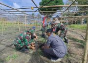 Danramil 1420-03/Maritengngae Pimpin Revolusi Hijau di Mojong, Kades: Ini Teladan Nyata!