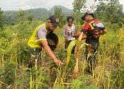 TNI Turun Ladang, Panen Padi Bersama Warga Perbatasan di TTU