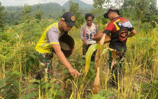 TNI Turun Ladang, Panen Padi Bersama Warga Perbatasan di TTU