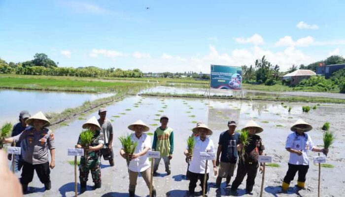 Jeneponto Menyala! Bupati Paris Tanam Padi Bareng Presiden
