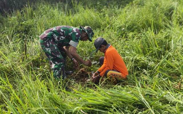 Babinsa Hijaukan Sidrap: Aksi Serma Afsalul Guncang Pitu Riase