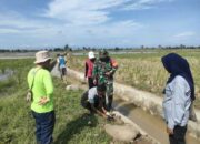 Babinsa Desa Mario Hadang Tikus Sawah