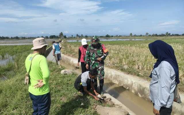 Babinsa Desa Mario Hadang Tikus Sawah