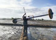 Saat Sertu Firdaus Tanggalkan Sepatu Demi Padi