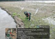 Babinsa Desa Wala Tak Hanya Mengawal, Tapi Ikut Menanam