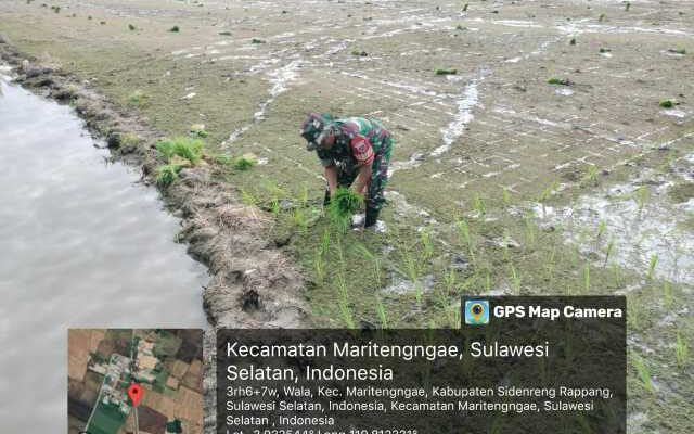 Babinsa Desa Wala Tak Hanya Mengawal, Tapi Ikut Menanam