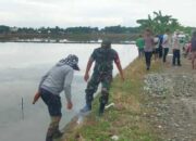 Aksi Gila Babinsa Desa Tacimpo Basmi Tikus Sawah